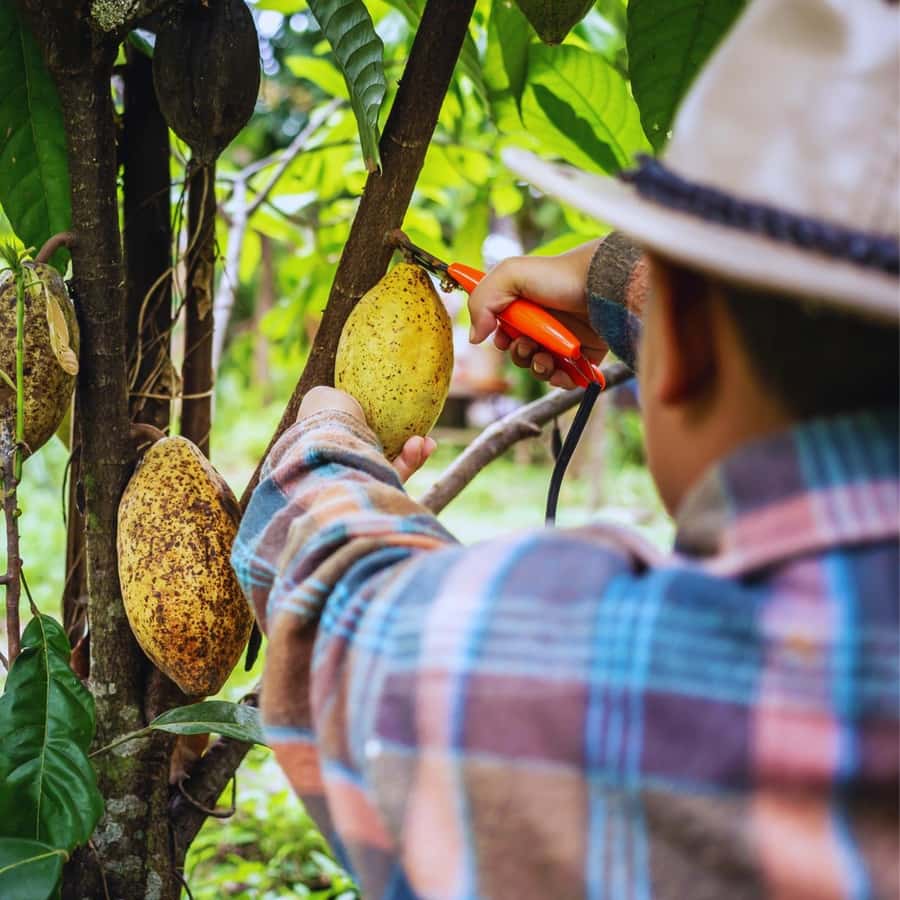 Trekking History and Indigenous Heritage in Minca + Cacao & Coffee + Waterfall - Fitness level and who should go