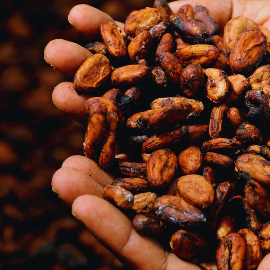 Trekking History and Indigenous Heritage in Minca + Cacao & Coffee + Waterfall - Cultural respect: the real difference-maker